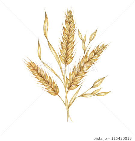 Barley spikes bunch, cereal grain ears, wheat stalks. Bouquet for Shavuot, Thanksgiving, Oktoberfest clipart. Cottagecore rustic watercolor illustration for beer whisky, bread, flour packaging, label. 115450019
