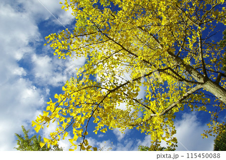 紅葉したイチョウと青空 115450088
