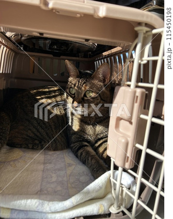 キャリーの中て寛ぐ、キジトラの猫ちゃんです。 キャリーの中て寛ぐ、キジトラの猫ちゃんです。 115450198