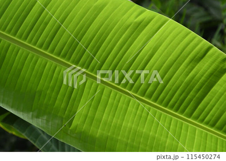 バナナの葉の中軸の左右に伸びる並行脈が綺麗です 115450274