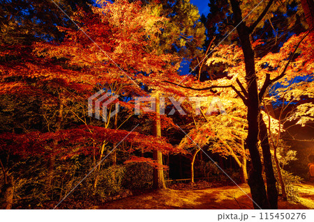 奥津渓谷　紅葉ライトアップ 115450276