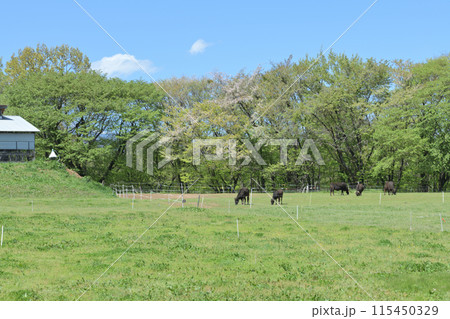 北杜市長坂町、山桜咲く放牧地でのんびり草を食む黒毛の牛たち 115450329