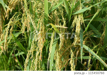 稔り始めた稲穂 山形庄内米 115450760