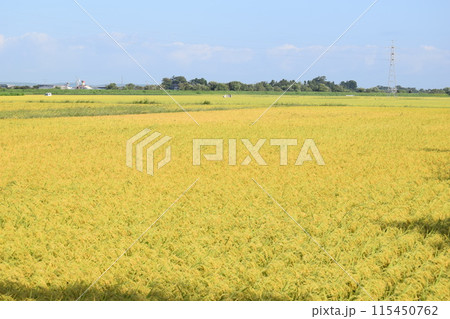 稔り始めた稲穂 山形庄内米 115450762