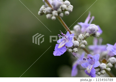 セイヨウニンジンボクの花 セイヨウニンジンボクの花 115450789