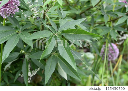 セイヨウニンジンボクの葉 セイヨウニンジンボクの葉 115450790