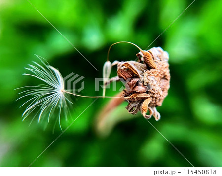 たんぽぽの綿毛、最後の一つ たんぽぽの綿毛、最後の一つ 115450818