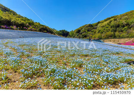 ネモフィラ (晴れ) 115450970