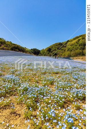 ネモフィラ (晴れ) 115450971