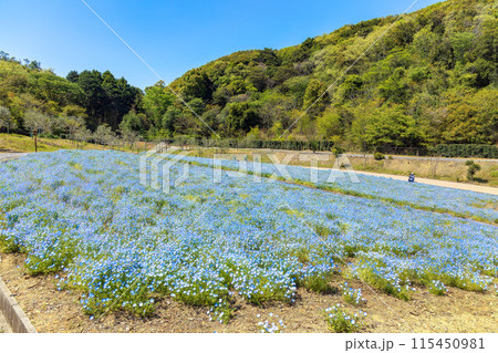 ネモフィラ (晴れ) ネモフィラ (晴れ) 115450981