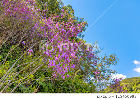 ネモフィラ (晴れ) ネモフィラ (晴れ) 115450995