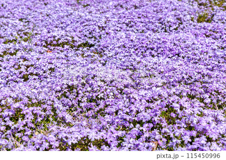 ネモフィラ (晴れ) ネモフィラ (晴れ) 115450996