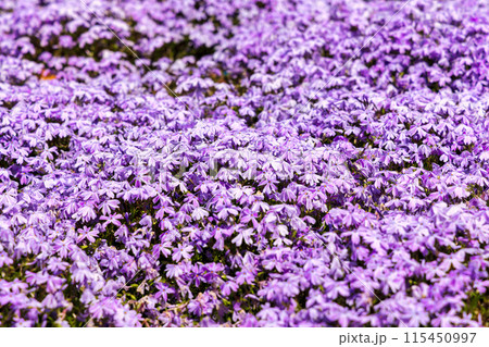 ネモフィラ (晴れ) ネモフィラ (晴れ) 115450997