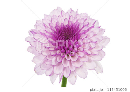【菊 SPマム パープル】 (深度合成) 115451006