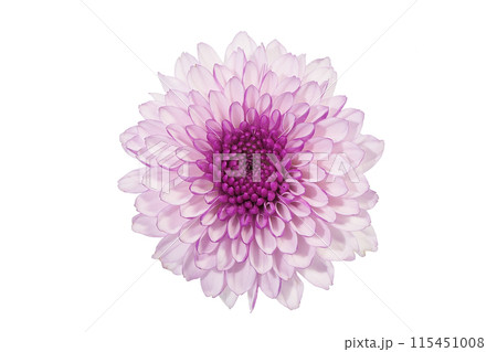 【菊 SPマム パープル】 (深度合成) 115451008