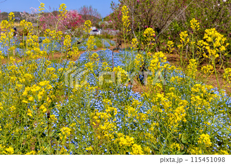 ネモフィラと菜の花(晴れ) ネモフィラと菜の花(晴れ) 115451098