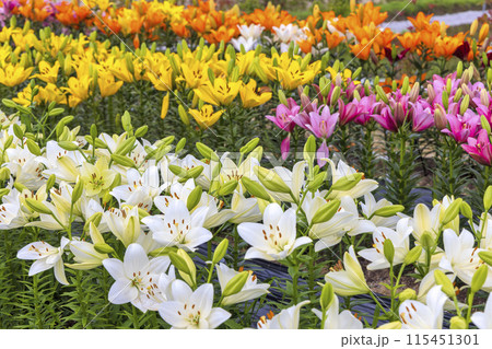 ユリ(6月) 115451301