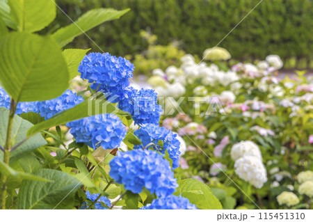 ユリ(6月) 115451310