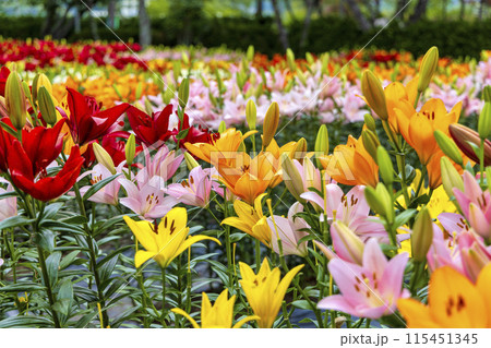 ユリ(6月) 115451345