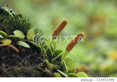 木の幹に付着して立ち上がったマメヅタの胞子のう葉の茶色の胞子のうが面白い 115451399