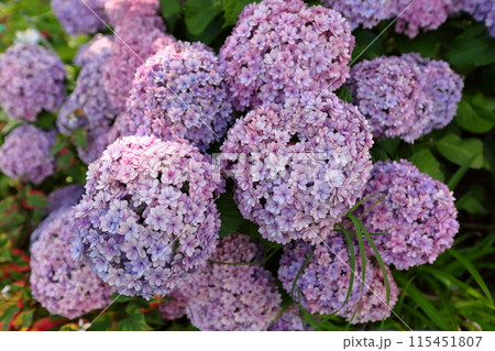 紫陽花 紫陽花 115451807