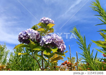 紫陽花 紫陽花 115451808