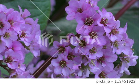 ヒマラヤユキノシタの花 ヒマラヤユキノシタの花 115451922