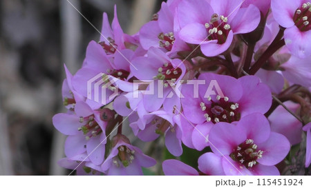 ヒマラヤユキノシタの花 ヒマラヤユキノシタの花 115451924
