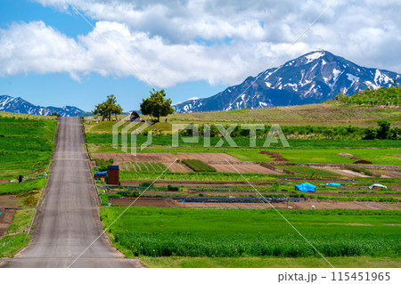高原の一本道 高原の一本道 115451965