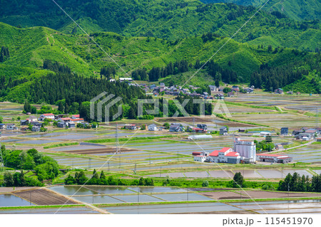 輝く水田 輝く水田 115451970