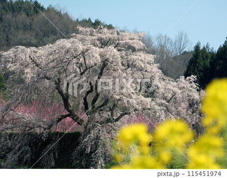 又兵衛桜と菜の花 又兵衛桜と菜の花 115451974