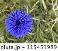 キレイな青 115451989