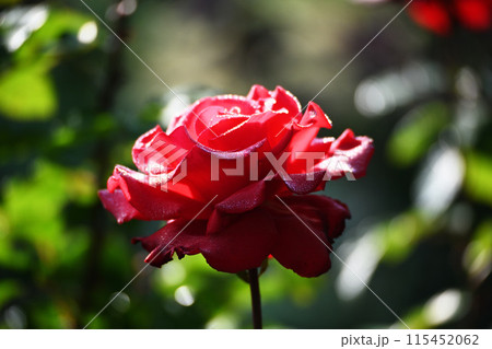 朝露に濡れる薔薇 朝露に濡れる薔薇 115452062