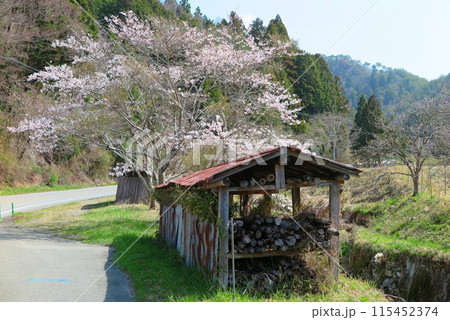 山間部の道路わき、朽ちた材木小屋と、満開の桜 山間部の道路わき、朽ちた材木小屋と、満開の桜 115452374