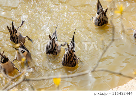 餌を探しに潜るカモ 餌を探しに潜るカモ 115452444