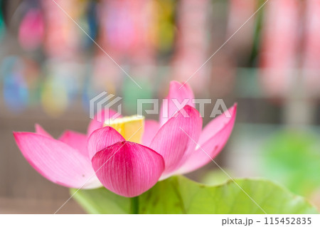 静岡県袋井市　可睡斎の境内に飾られる遠州三山風鈴まつりの江戸風鈴とハスの花 115452835