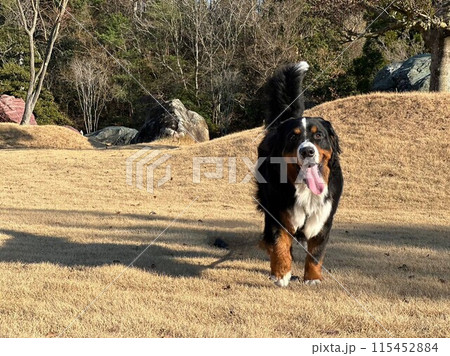 バーニーズマウンドッグ　公園で散歩 115452884