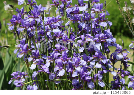 満開に咲く紫の花びらのイリスの花の風景 満開に咲く紫の花びらのイリスの花の風景 115453066
