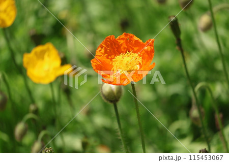 オレンジ色の花びらのアイスランドポピーというシベリアヒナゲシの1輪をアップで撮影した風景 115453067