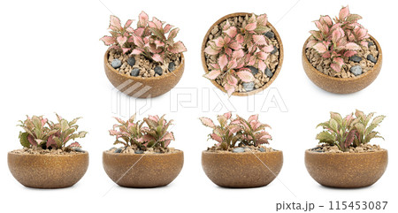 Diferent views of nerve plant 115453087