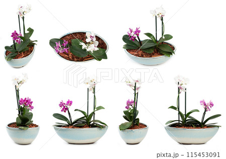 Orchid flower in pot 115453091