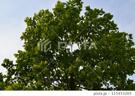 青空に映える百合の木 （ユリノキ） 115453265