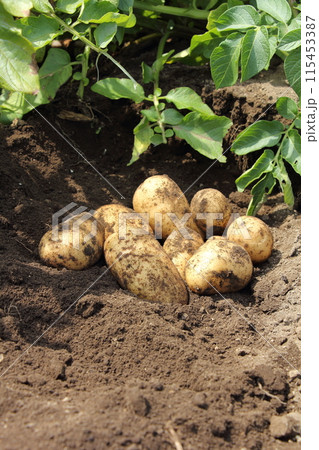 ジャガイモの収穫 ジャガイモの収穫 115453387
