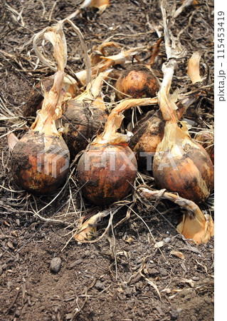 タマネギの収獲 115453419