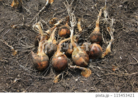 タマネギの収獲 115453421