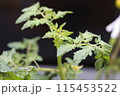 家庭菜園　プチトマト 115453522