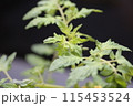 家庭菜園　プチトマト 115453524