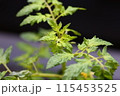 家庭菜園　プチトマト 115453525
