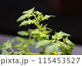 家庭菜園　プチトマト 115453527