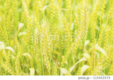黄金色に輝く麦の穂 115453573